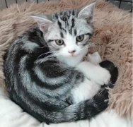 徐州市传染病医院感染性疾病科张凤池提醒：猫咪虽可爱，撸猫有危险